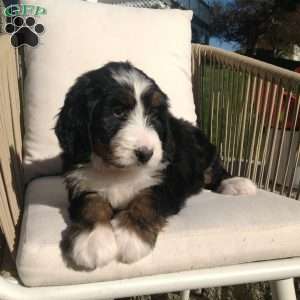 Lulu, Bernedoodle Puppy